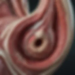 Anatomy of the anal canal