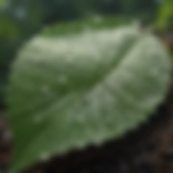 Water droplets on green leaf