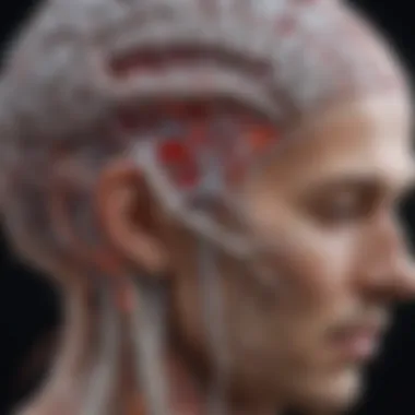 Neurological Mapping of Arousal Pathways Brain scan showing neural pathways related to arousal