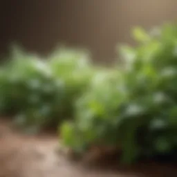 Aromatic herbs for natural allergy relief