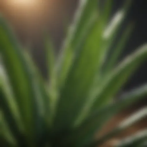 Aloe Vera Plant Leaf Close-Up