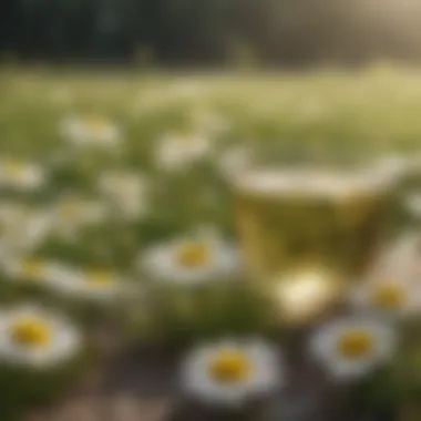 Calming Chamomile Herbal Infusion Chamomile Flowers in Herbal Infusion