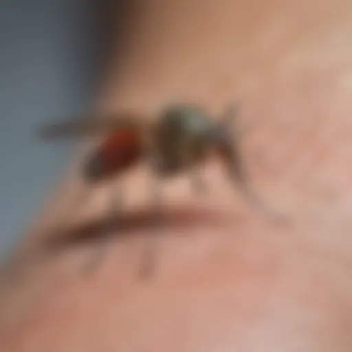 Close-up of a mosquito bite with noticeable redness and swelling