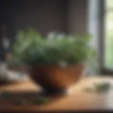 Aromatic eucalyptus leaves in a bowl