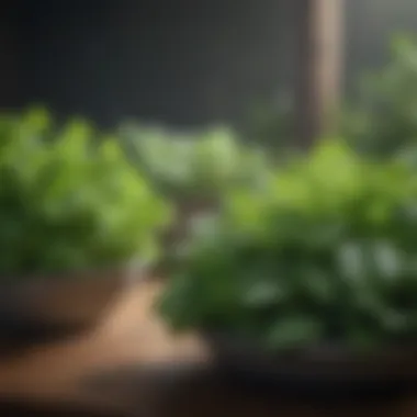 Nutrient-Dense Greens for Optimal Wellness Leafy greens packed with nutrients