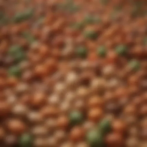 A vibrant assortment of legumes showcasing their fiber content