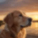 A majestic Golden Retriever gazing into the sunset