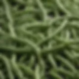 Green beans protein structure under the microscope