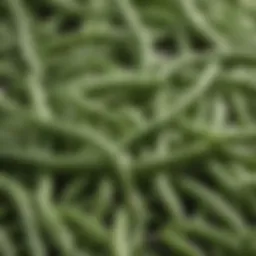 Green beans protein structure under the microscope