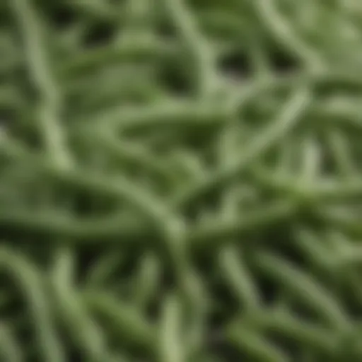 Green beans protein structure under the microscope