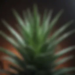 Lush aloe vera plant with vibrant green leaves