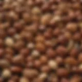 A vibrant assortment of nuts and seeds, showcasing their rich textures and colors.