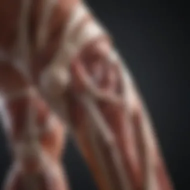 Muscle Anatomy in Leg Illustration depicting muscle anatomy in leg