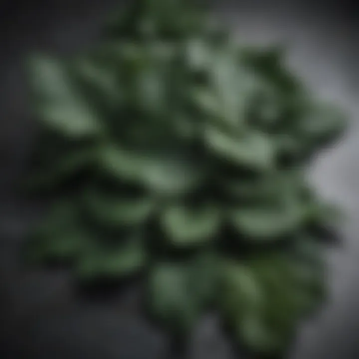Dark leafy greens on a marble background
