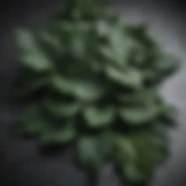 Nutrient-Rich Dark Leafy Greens Dark leafy greens on a marble background