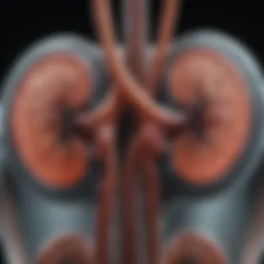 Kidneys Functioning