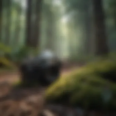 Nature walk in a peaceful forest