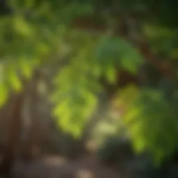 Green Moringa Leaves in Sunlight