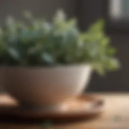 Aromatic eucalyptus leaves in a bowl