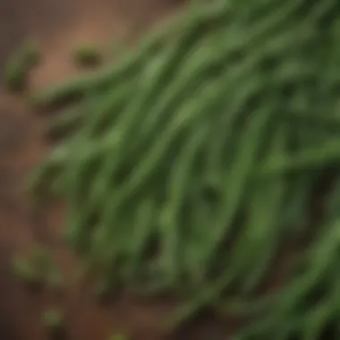 Nutrient-rich green beans in a botanical illustration