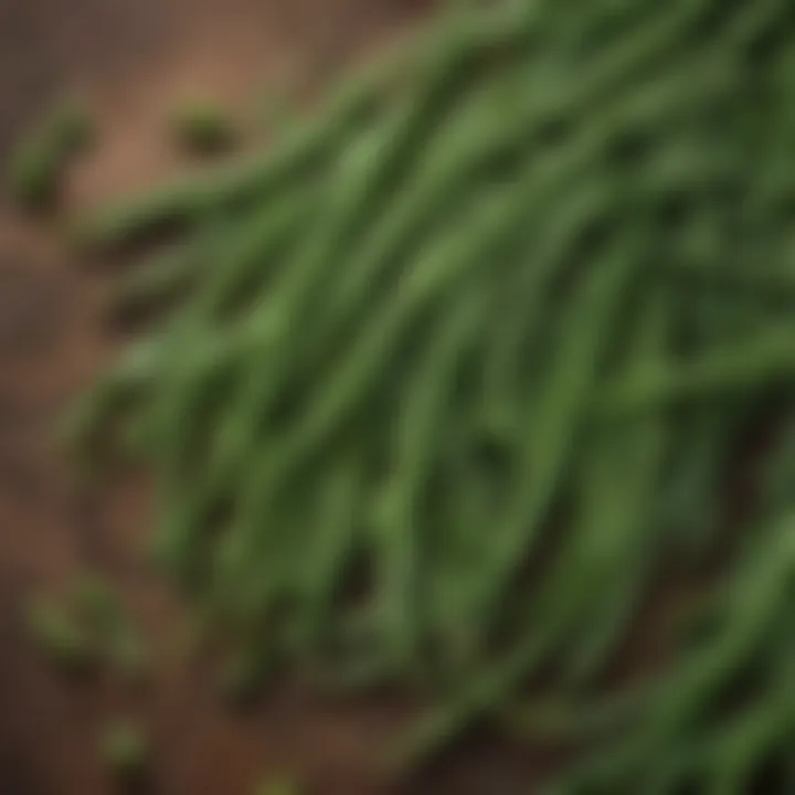 Nutrient-rich green beans in a botanical illustration
