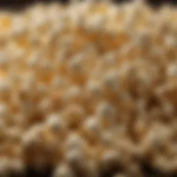 Popcorn Kernel Close-Up