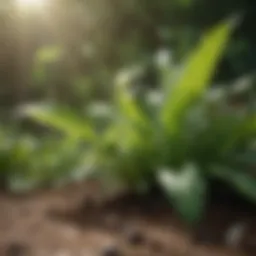 Flourishing green plant in sunlight