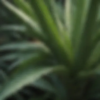 Aloe Vera plant leaves close-up