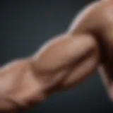 Sculpted Arm Muscles Anatomy