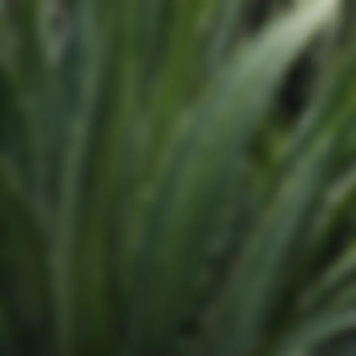 Aloe Vera Leaf with Healing Properties