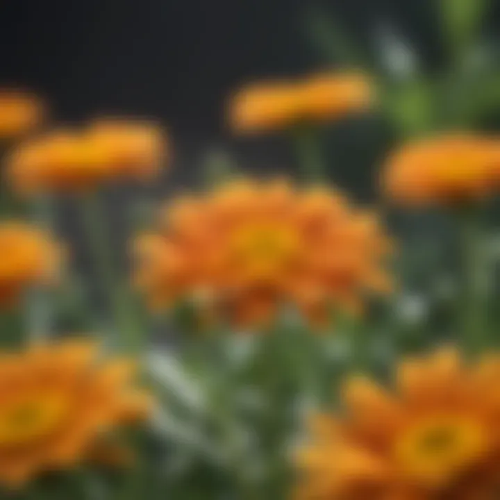 Calendula Flowers for Skin Healing