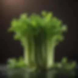 Fresh celery stalks with vibrant green leaves