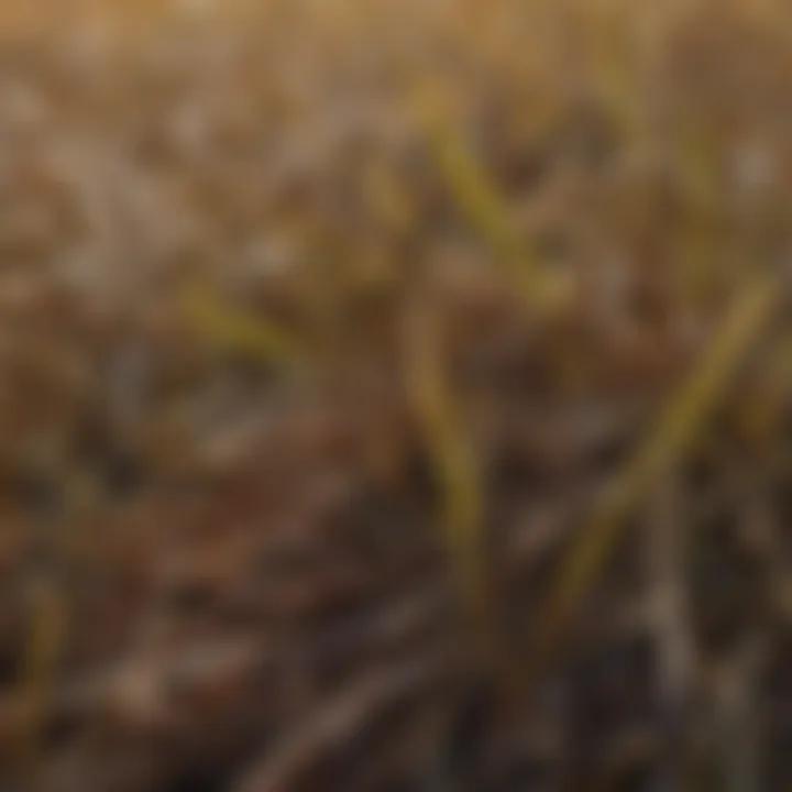 Close-up of wild rice showcasing its unique texture and colors