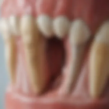 Anatomical Structure of a Tooth Illustration of tooth anatomy