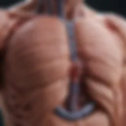 Close-up view of the digestive system highlighting the esophagus and stomach