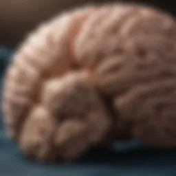 Visualization of brain activity during deep sleep
