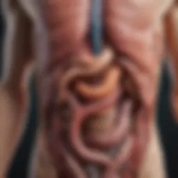 An illustration showing the digestive system highlighting areas where gas can accumulate.