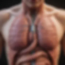 Illustration showing the digestive system highlighting areas affected by belching.