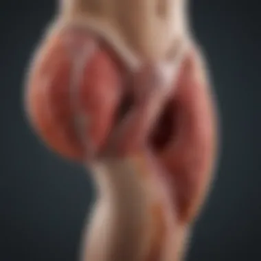 Exploring the Intricacies of Bladder Anatomy Bladder Anatomy Diagram