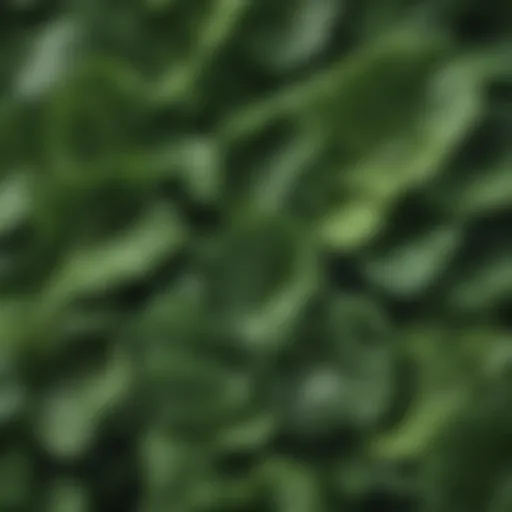 A vibrant assortment of leafy greens rich in vitamin K