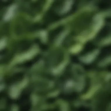 Leafy Greens: Nature's Vitamin K Powerhouses A vibrant assortment of leafy greens rich in vitamin K