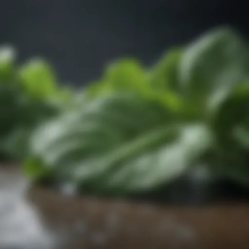 Fresh green spinach leaves with dew drops