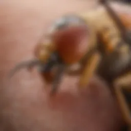 Close-up of a swollen insect bite on skin